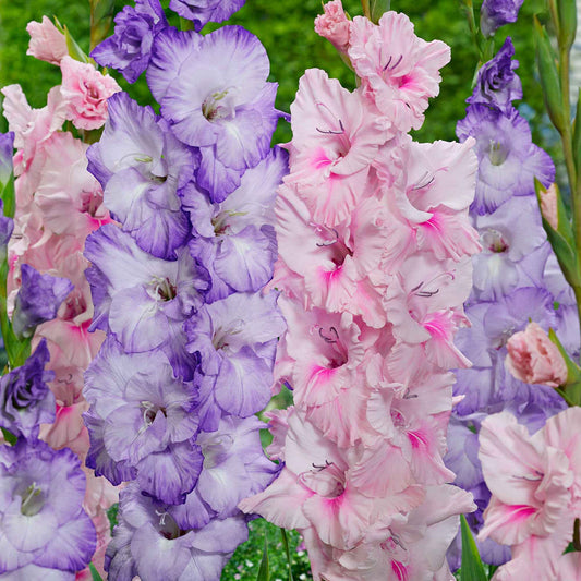 Gladiolen Mischung 'Sweet Pastel Beauty' (x20) - Bakker
