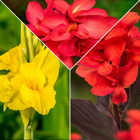 Indisches Blumenrohr Mischung (x5) - Bakker