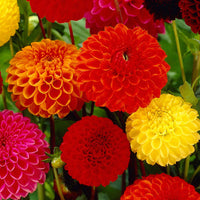 Pompon-Dahlien Bio Mischung (x5) - Bakker