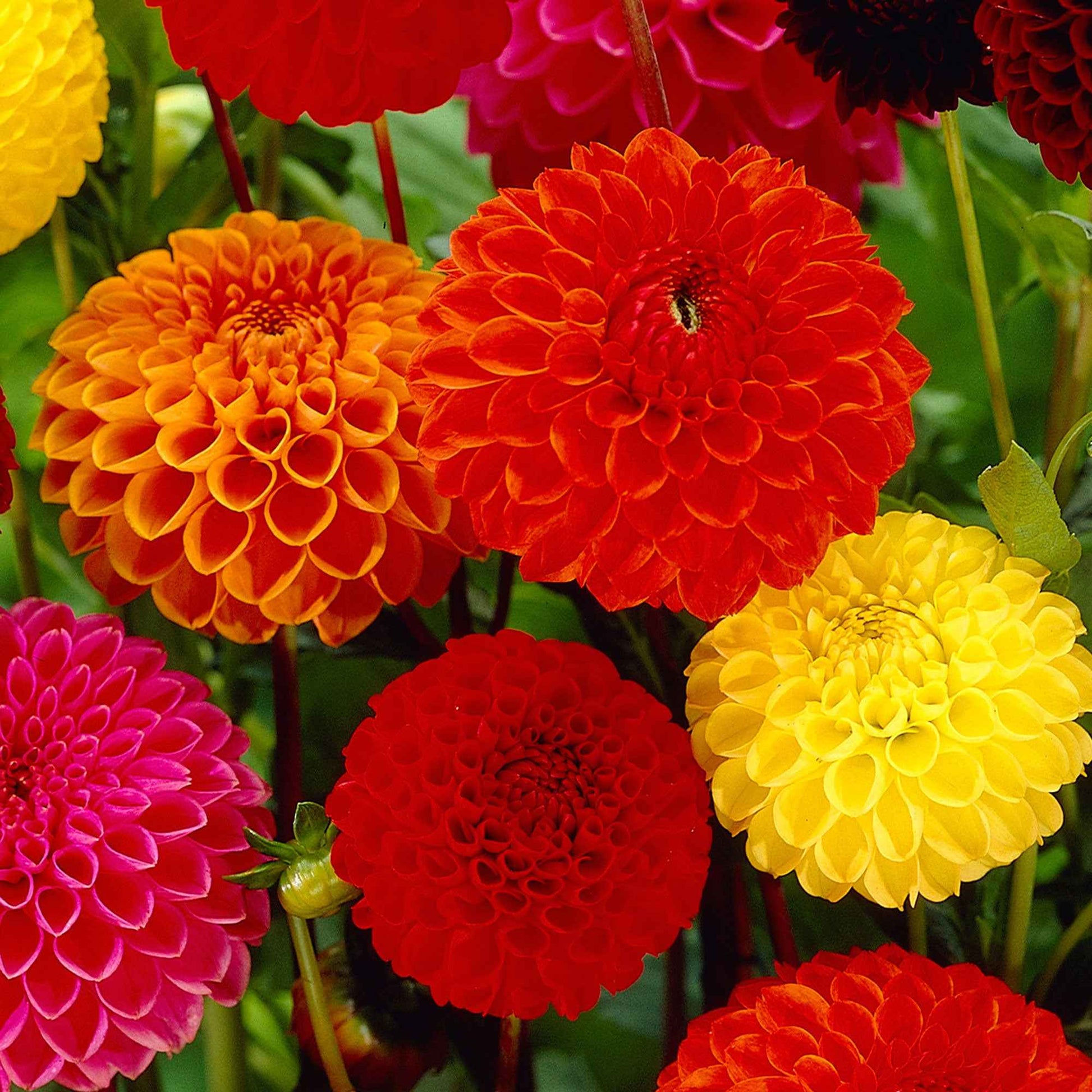 Pompon-Dahlien Bio Mischung (x5) - Bakker