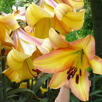 Lilie 'Rising Moon' (x5) - Lilium 'rising moon' - Bakker