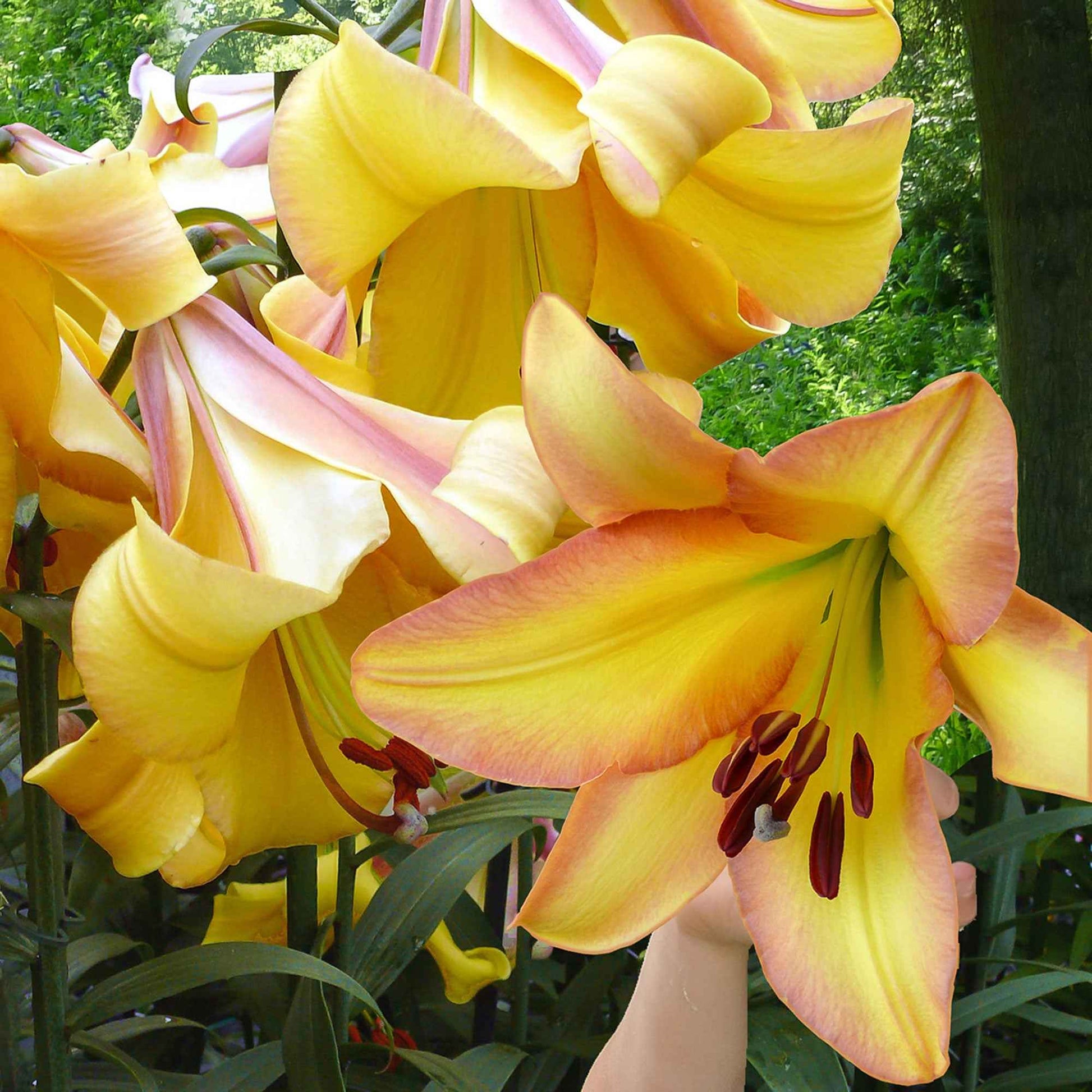 Lilie 'Rising Moon' (x5) - Lilium 'rising moon' - Bakker
