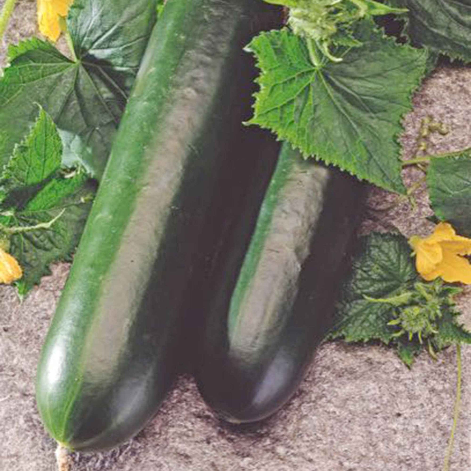 Gurke 'Johanna' - Bakker