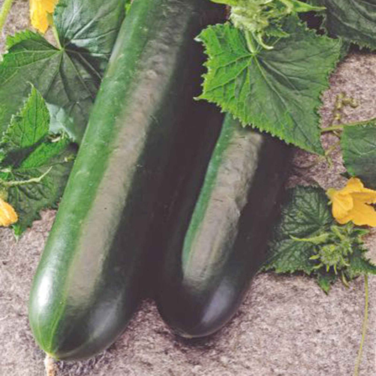 Gurke 'Johanna' - Bakker
