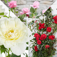 Duftende Kletterrosen Mischung (x3) - Rosa hybride - Bakker