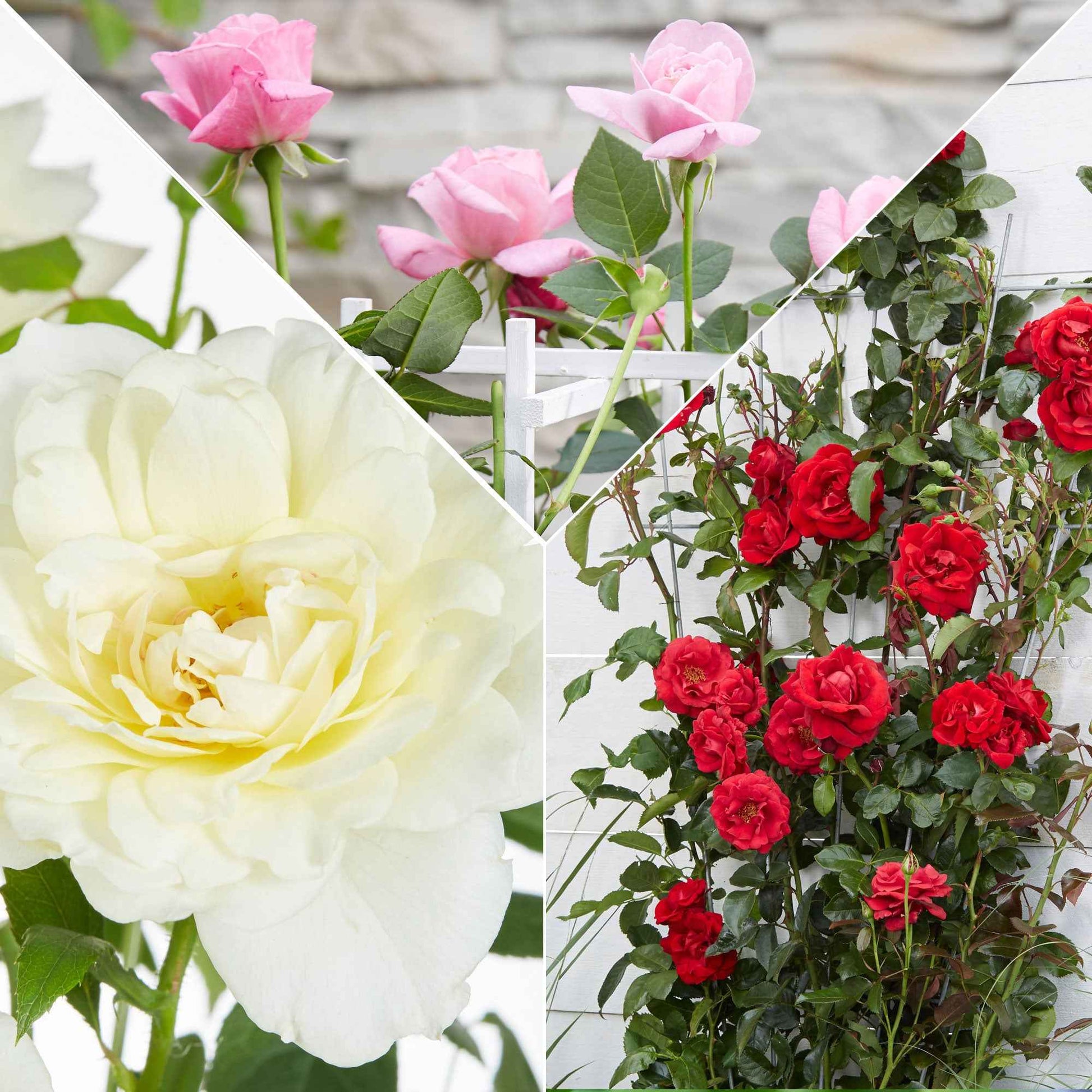 Duftende Kletterrosen Mischung (x3) - Rosa hybride - Bakker