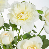 Verkauf Duftende Kletterrosen Mischung (x3) - Rosa hybride