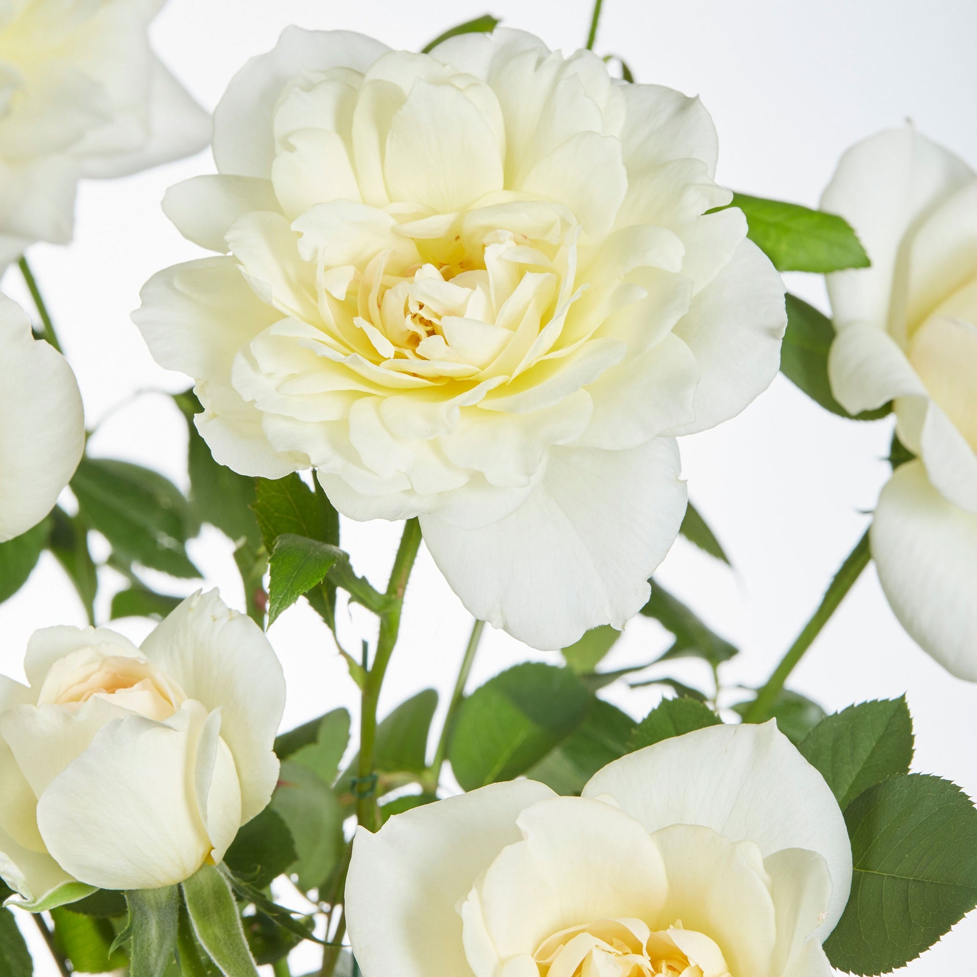 Verkauf Duftende Kletterrosen Mischung (x3) - Rosa hybride
