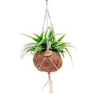 Chlorophytum - Grünlilie mit Kokosfaser-Topf - Chlorophytum