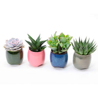Sukkulentenmischung (x4) - Echeveria , Crassula , Haworthia , Aloe Aristata - Bakker