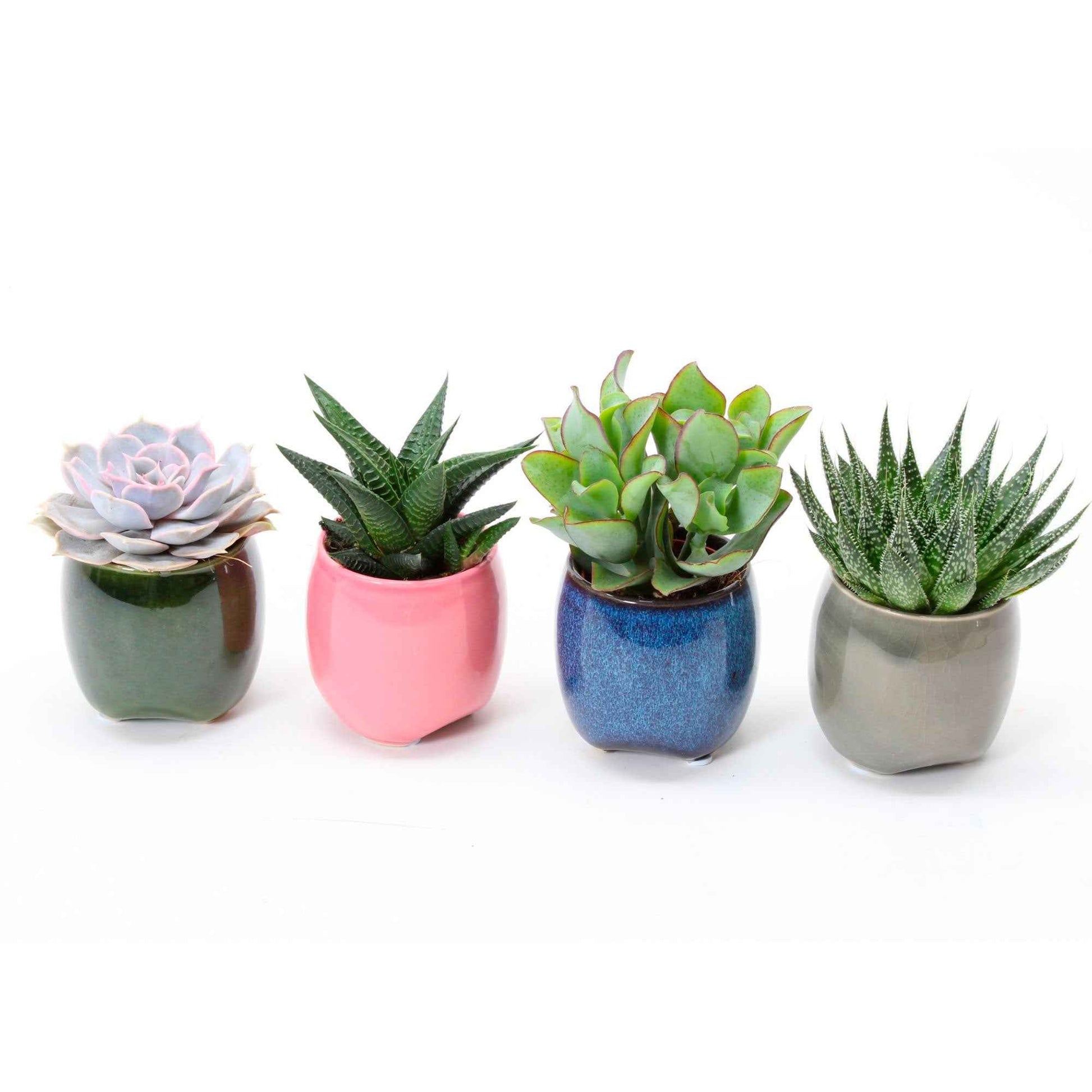 Sukkulentenmischung (x4) - Echeveria , Crassula , Haworthia , Aloe Aristata - Bakker