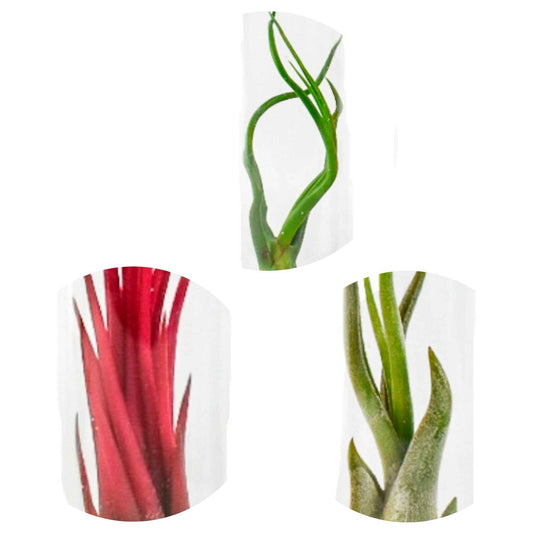 Tillandsia Mischung in Glasbehältern - Bakker