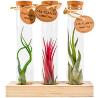 Tillandsia Mischung in Glasbehältern - Tillandsia ionantha, tillandsia caput-medusae, tillandsia bulbosa - Bakker