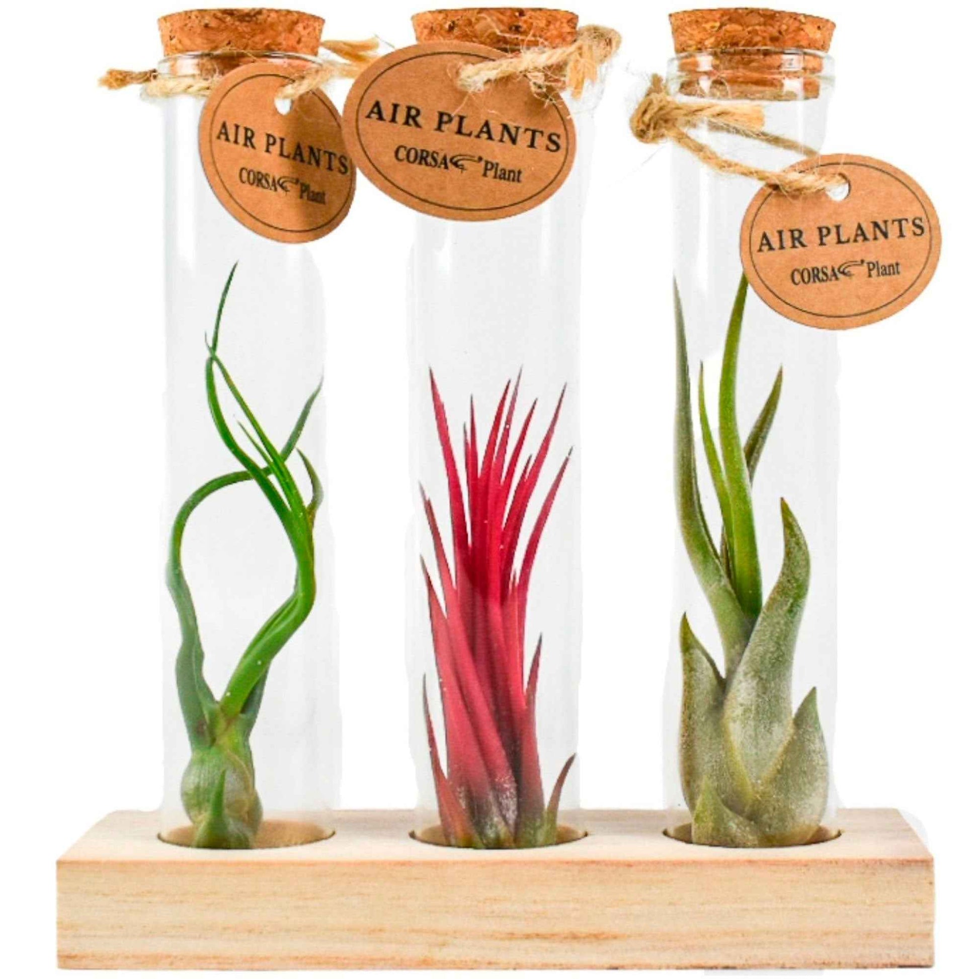 Tillandsia Mischung in Glasbehältern - Tillandsia ionantha, tillandsia caput-medusae, tillandsia bulbosa - Bakker