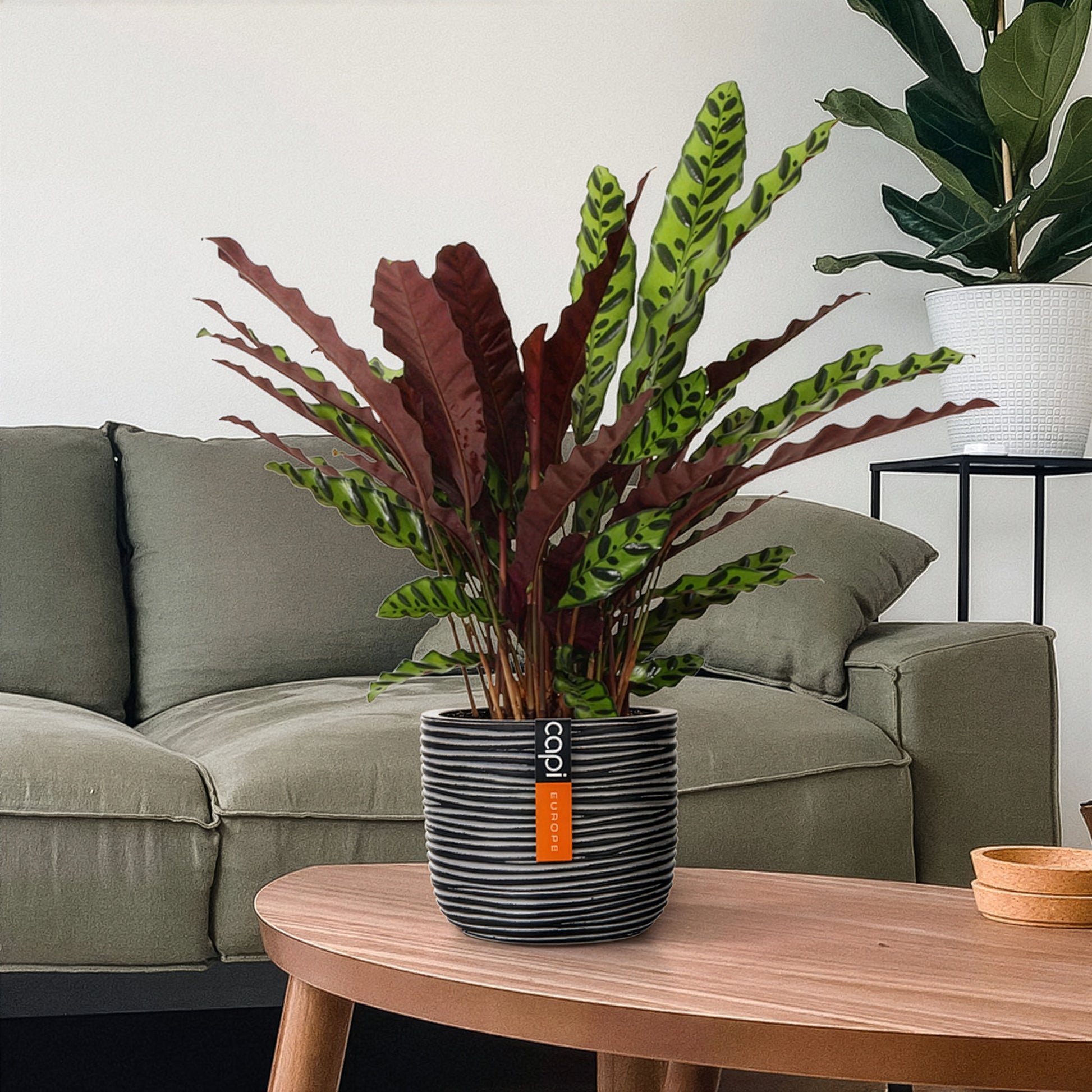 Verkauf Korbmarante 'Insigne' - Calathea insignis
