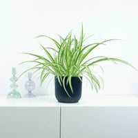 Grünlilie ‘Vittatum’ - Chlorophytum comosum Vittatum - Bakker