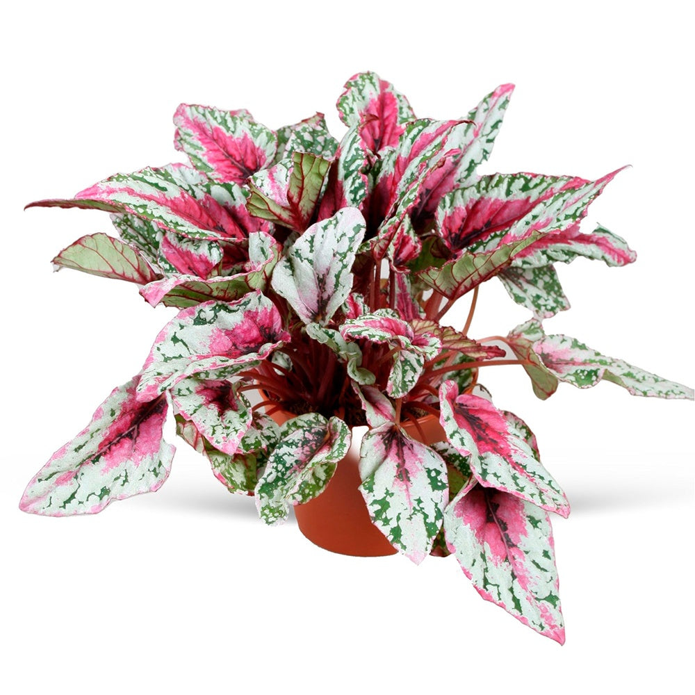 Begonie ‘Maui Sunset’ (Begonia) - Begonia rex Maui Sunset - Bakker