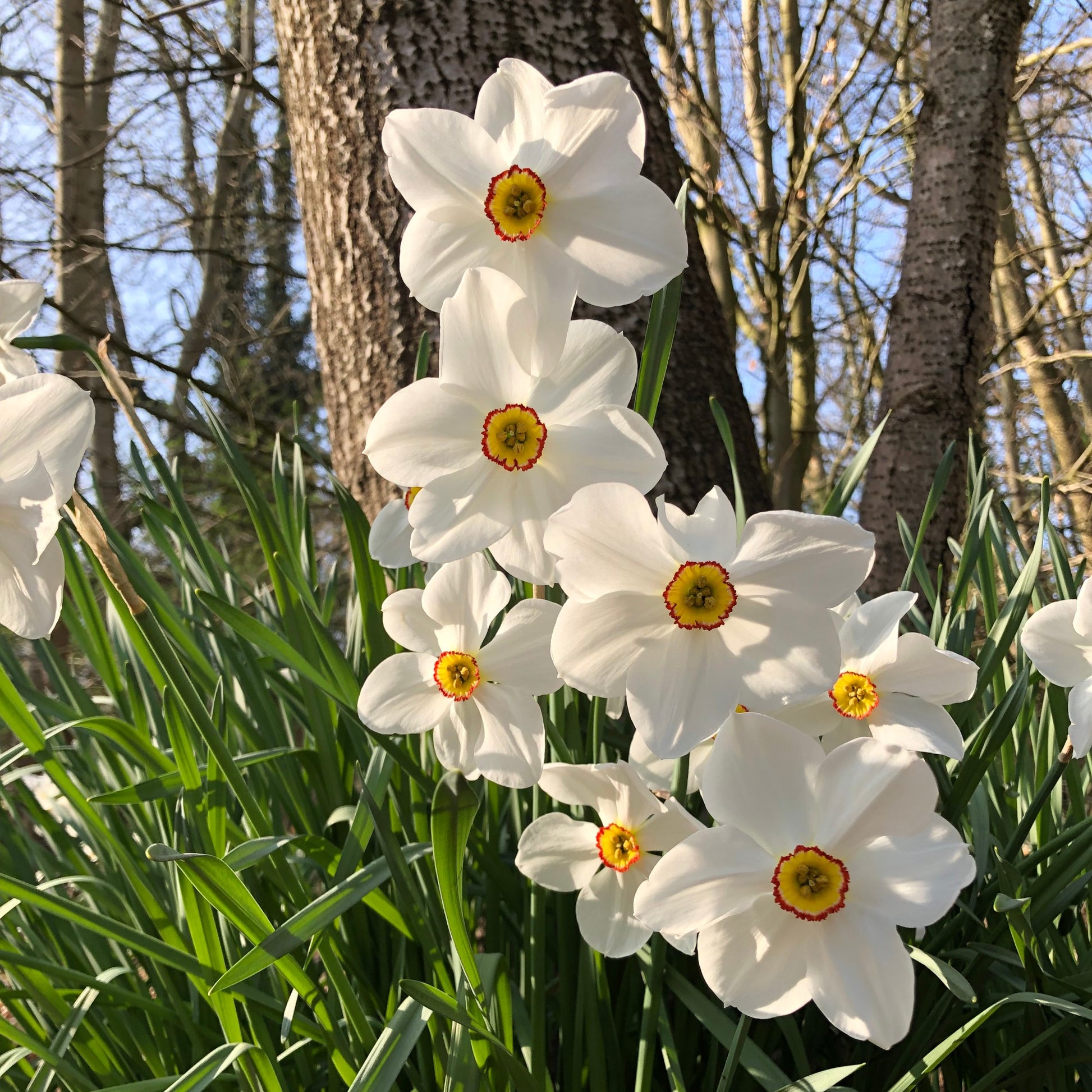 Narcissus 'Fortune', 'Rijnveld Early Sensation', 'Actaea' - Narzissen-Kollektion 'Fortune' & 'Rijnveld Early Sensation' (x30) - Narzissen-Zwiebeln