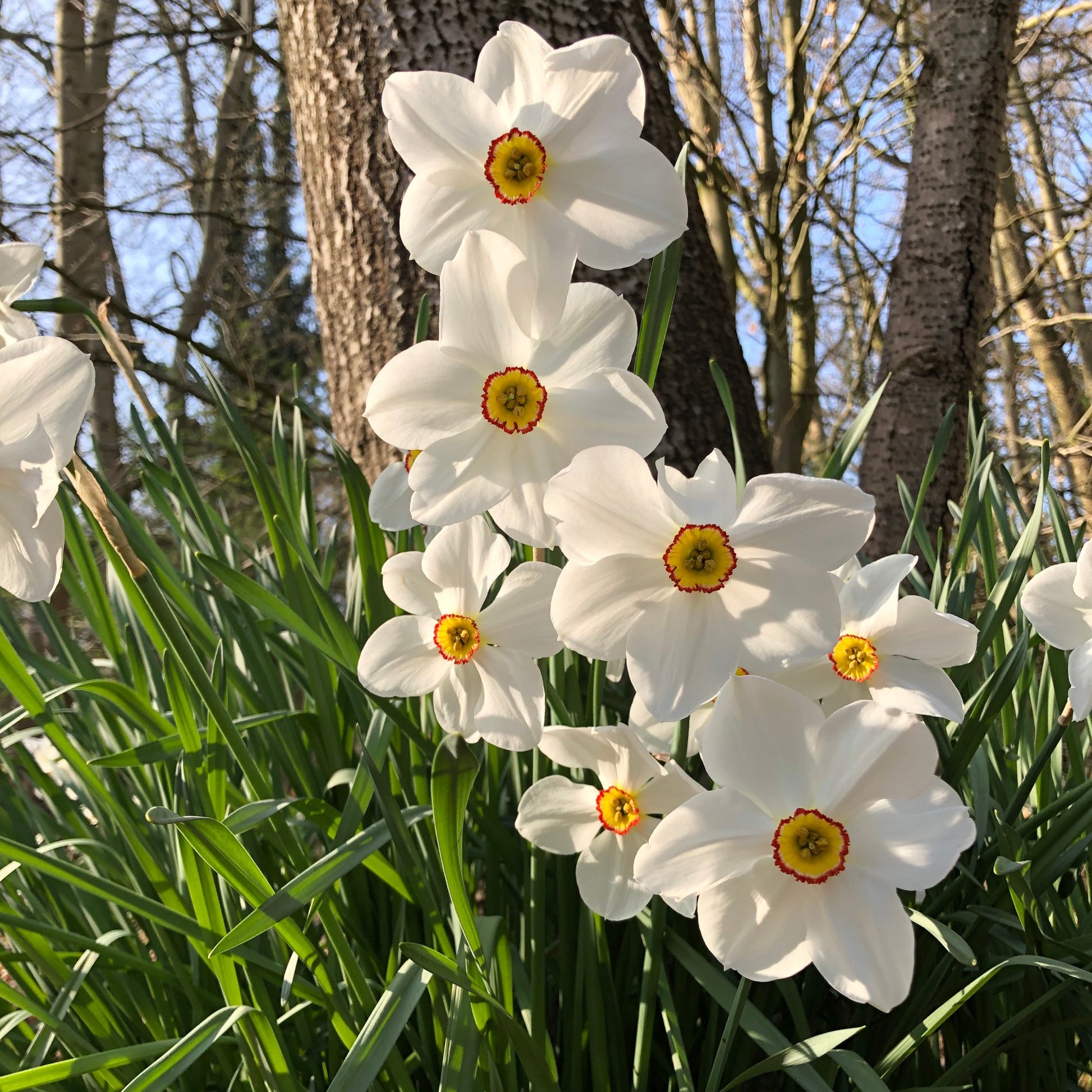 Narzisse Poeticus 'Actea' (x10) - Narcissus poeticus Actea - Bakker