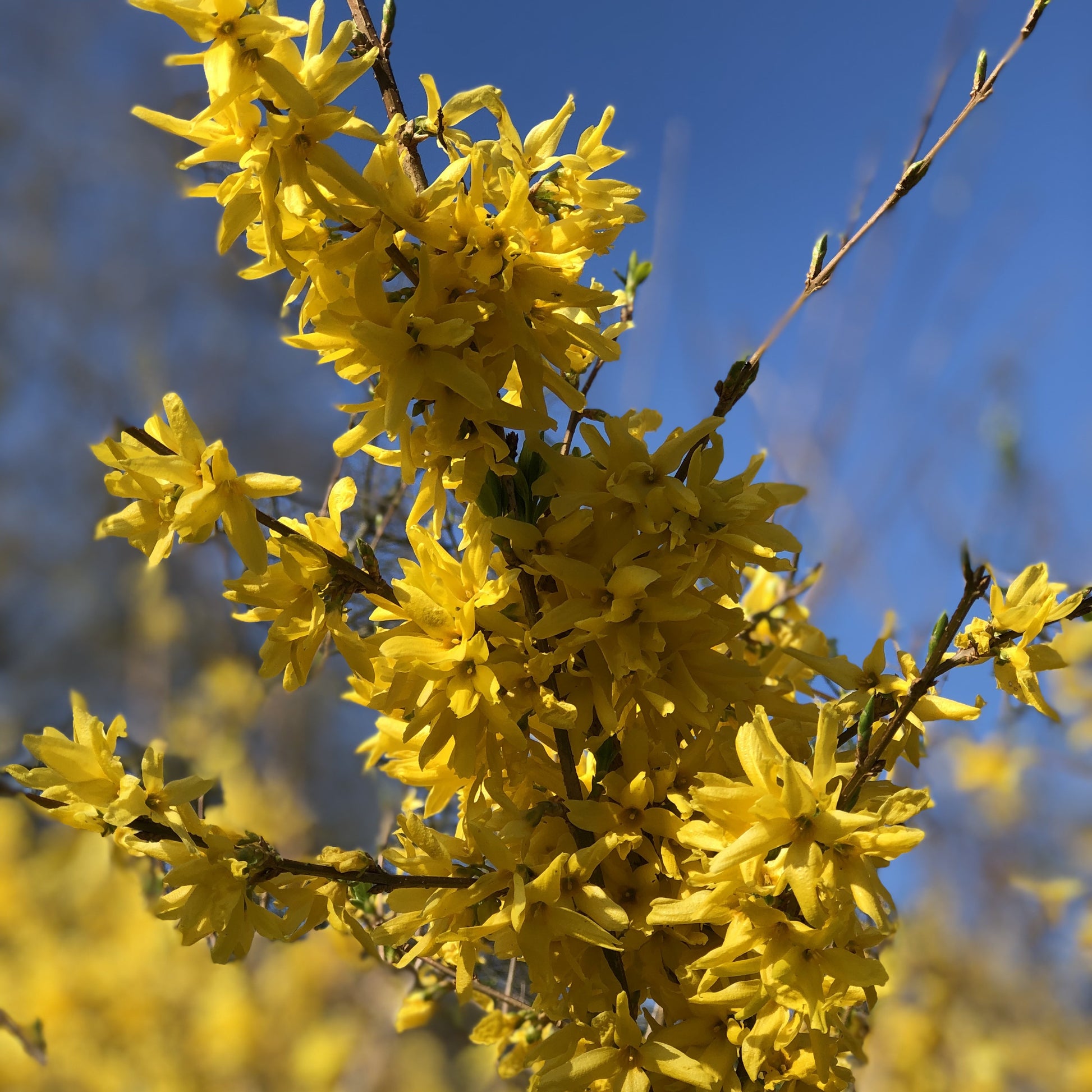 Goldglöckchen - Forsythia x intermedia Spectabilis - Bakker