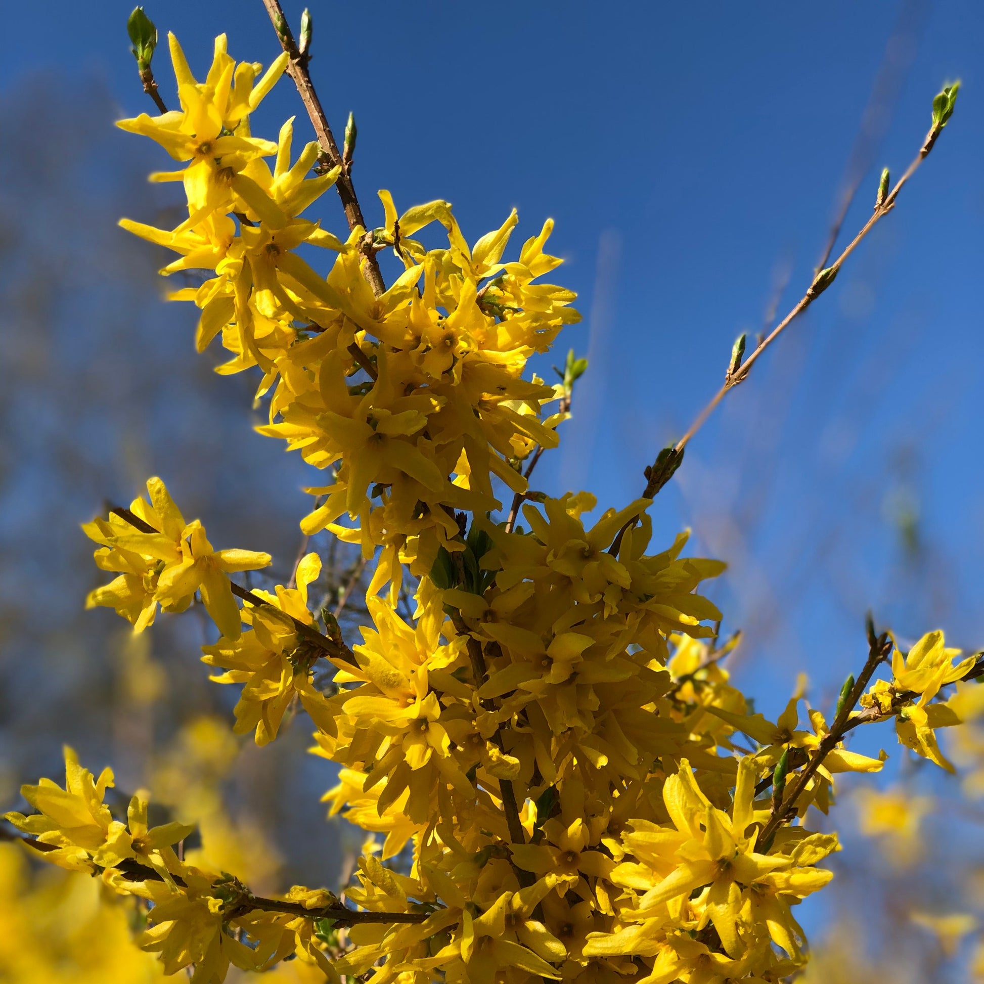 Verkauf Sträucher-Kollektion Forsythie & Judasbaum (x2) - Cercis siliquastrum et forsythia x intermedia spectabilis