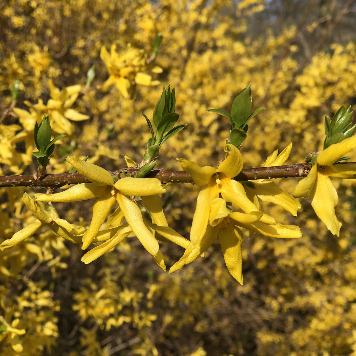 Forsythia x intermedia Spectabilis - Goldglöckchen - Sträucher