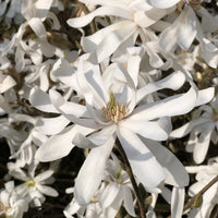 Sternmagnolie - Bakker