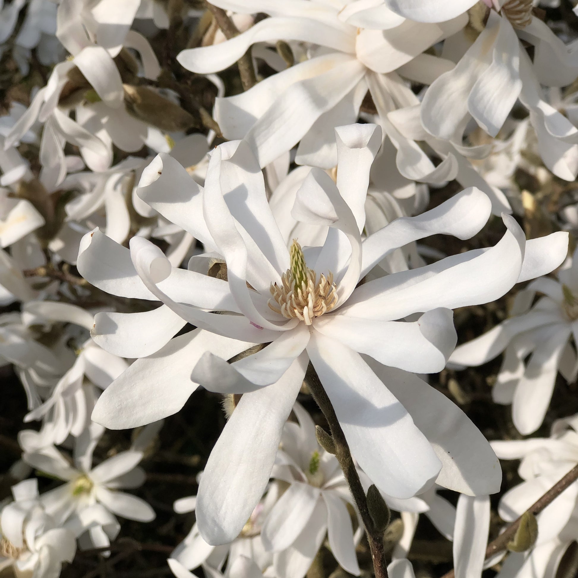 Sternmagnolie - Bakker