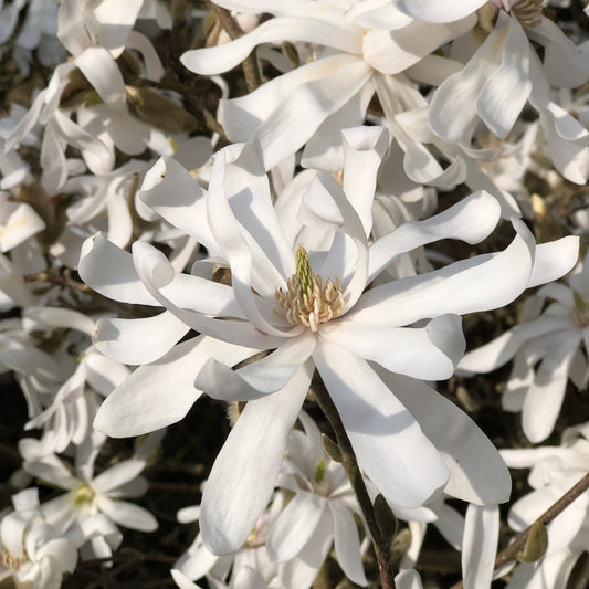 Sternmagnolie - Bakker