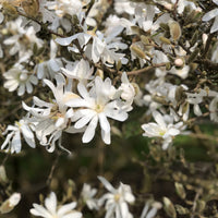 Sternmagnolie - Magnolia stellata - Bakker