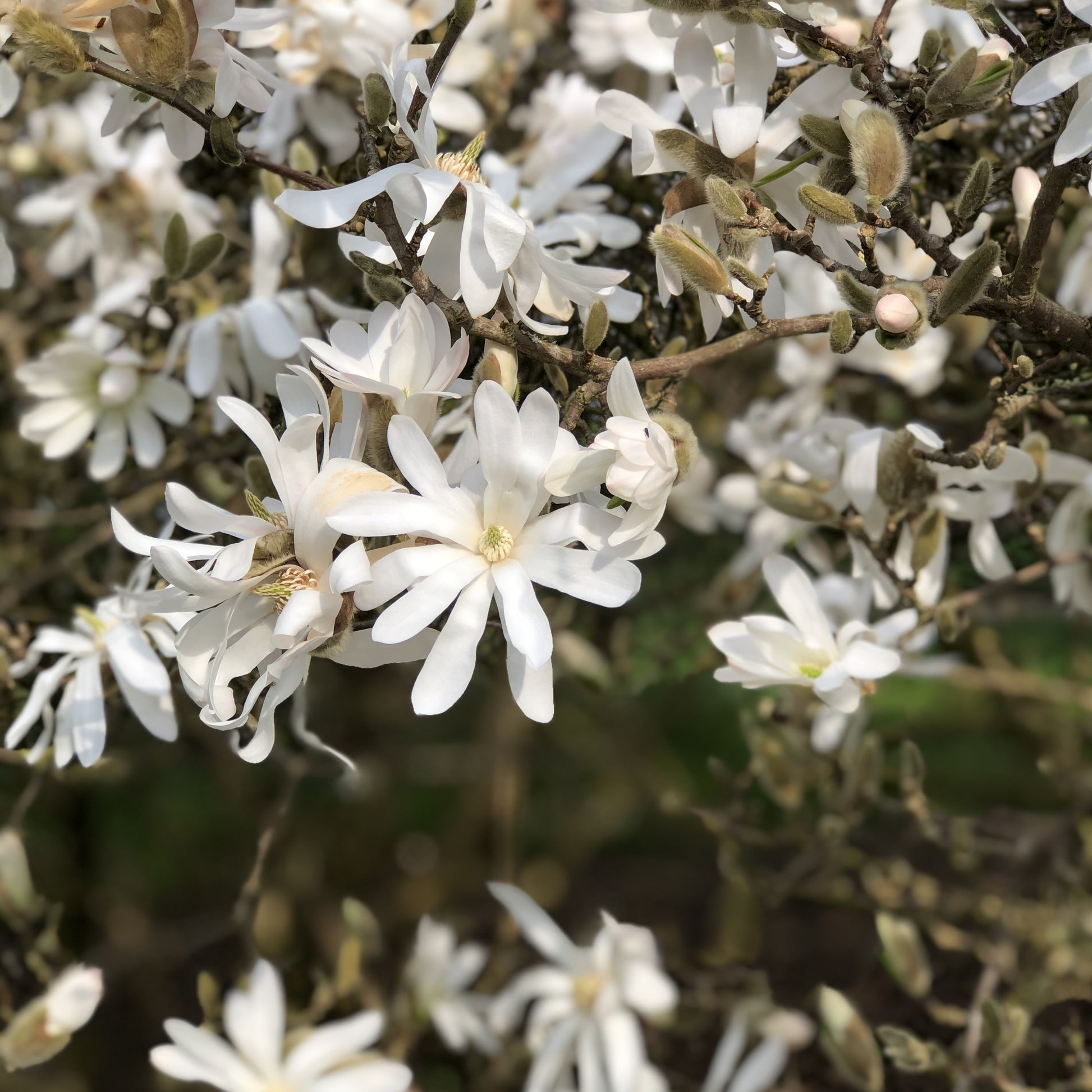 Sternmagnolie - Magnolia stellata - Bakker