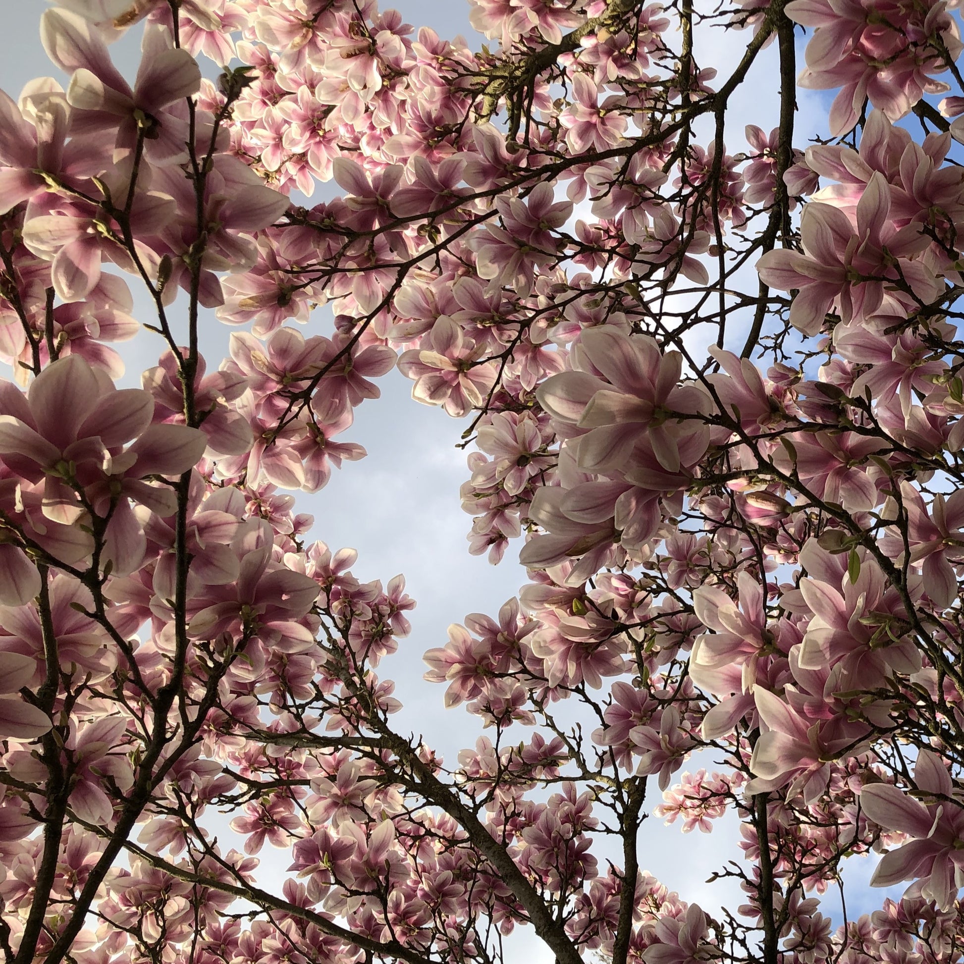 Verkauf Tulpen-Magnolie - Magnolia soulangeana