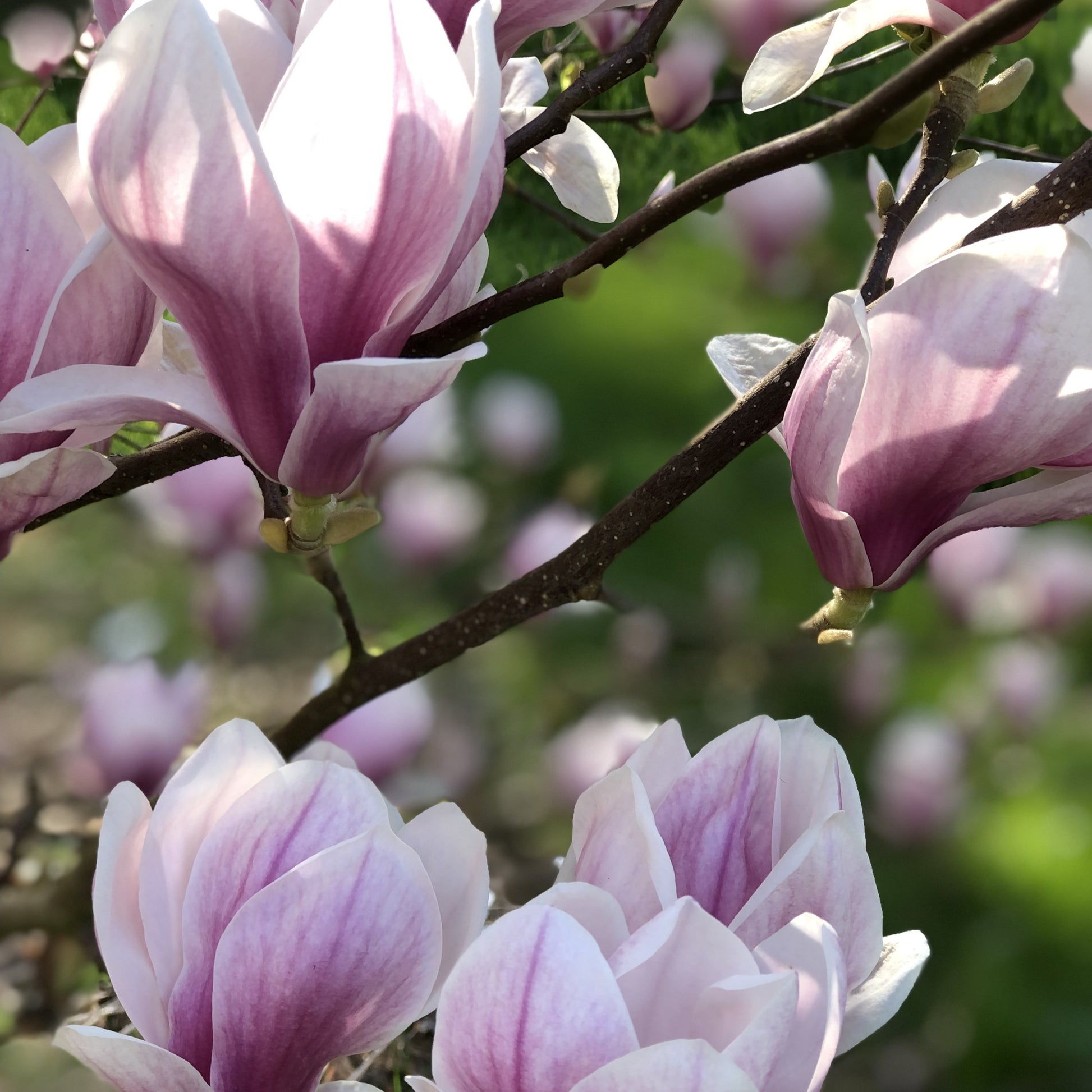 Magnolien - Tulpen-Magnolie - Magnolia soulangeana