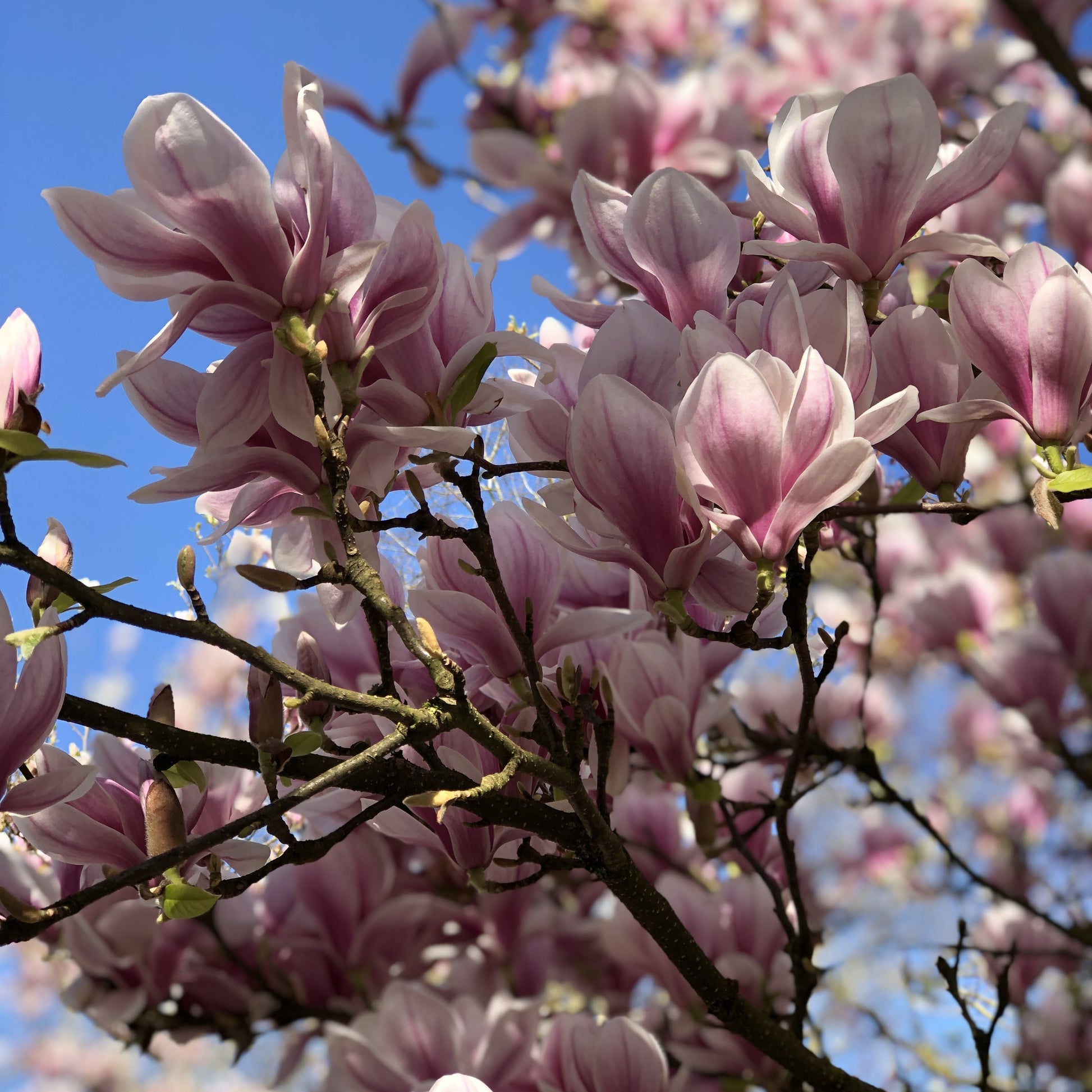 Tulpen-Magnolie - Magnolia soulangeana - Bakker