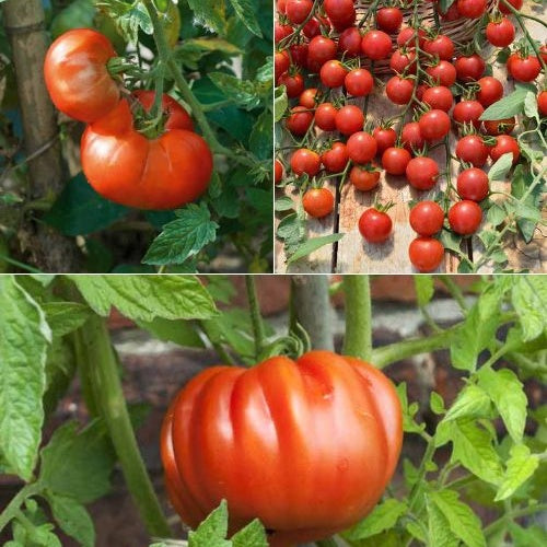 Tomatenpflanzen Mischung (x9) - Bakker