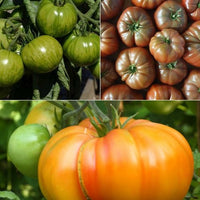 Tomaten-Kollektion original (x9) - Bakker