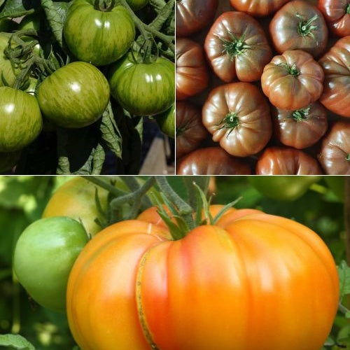 Tomaten-Kollektion original (x9) - Bakker