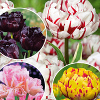 Pfingstrosenblütige Tulpen – Kollektion - Bakker