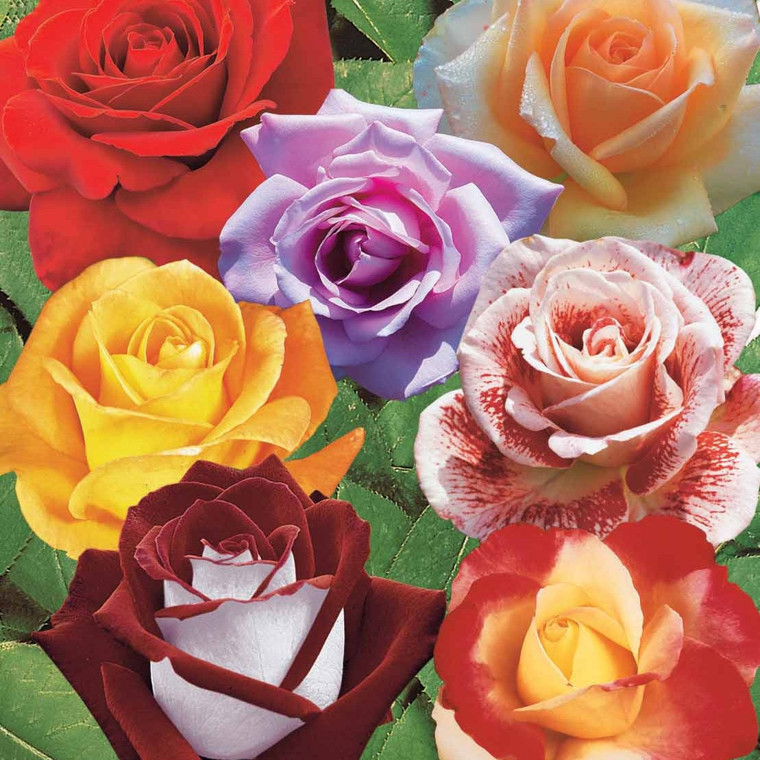 Strauchrosen Mischung - Rosa Osiria, Malaga, Blue moon, La magie du Parfum, Whisky, Famosa, Double Delight - Bakker