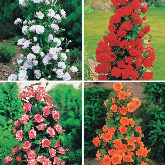 Strauchrosen-Kollektion 'Shalom', 'Korbin', 'Westerland', 'Handel' (x4) - Bakker