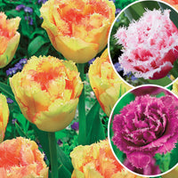 Gefranste Tulpen Kollektion: 'Queensland' + 'Mascotte' + 'Vaya con Dio' (x15) - Bakker