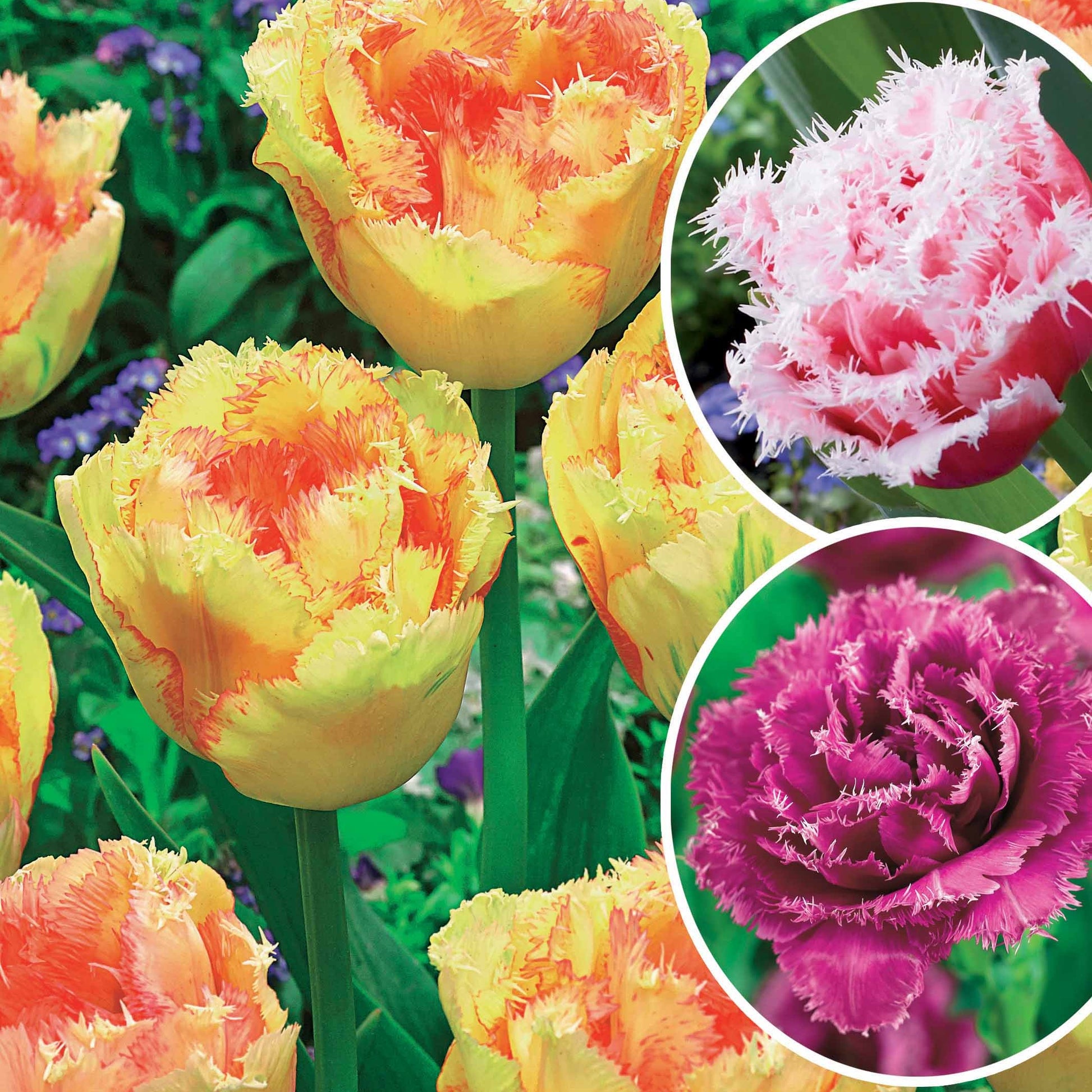 Gefranste Tulpen Kollektion: 'Queensland' + 'Mascotte' + 'Vaya con Dio' (x15) - Bakker