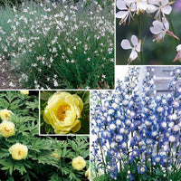 Verkauf Stauden-Kollektion in zarten Farben (x4) - Paeonia itoh bartzella, delphinium bolero, gaura lindheimeri