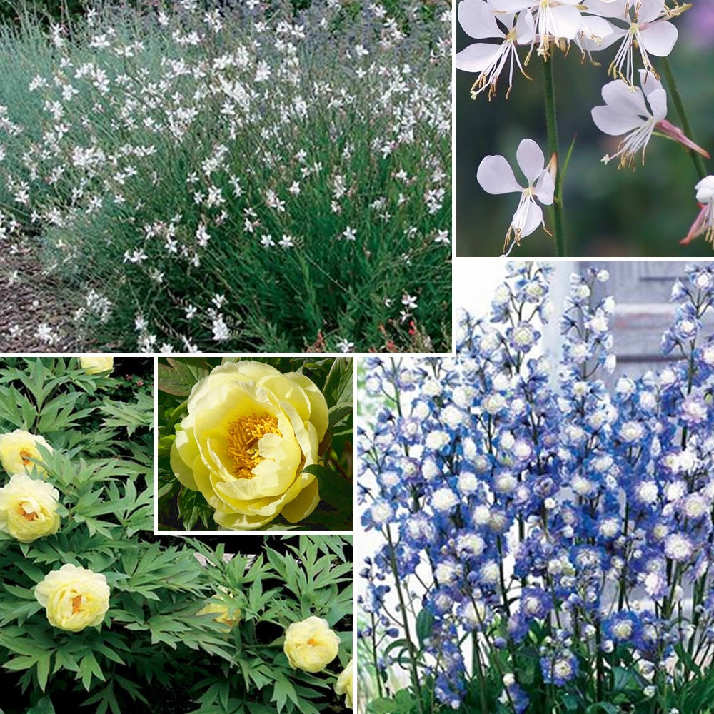Verkauf Stauden-Kollektion in zarten Farben (x4) - Paeonia itoh bartzella, delphinium bolero, gaura lindheimeri