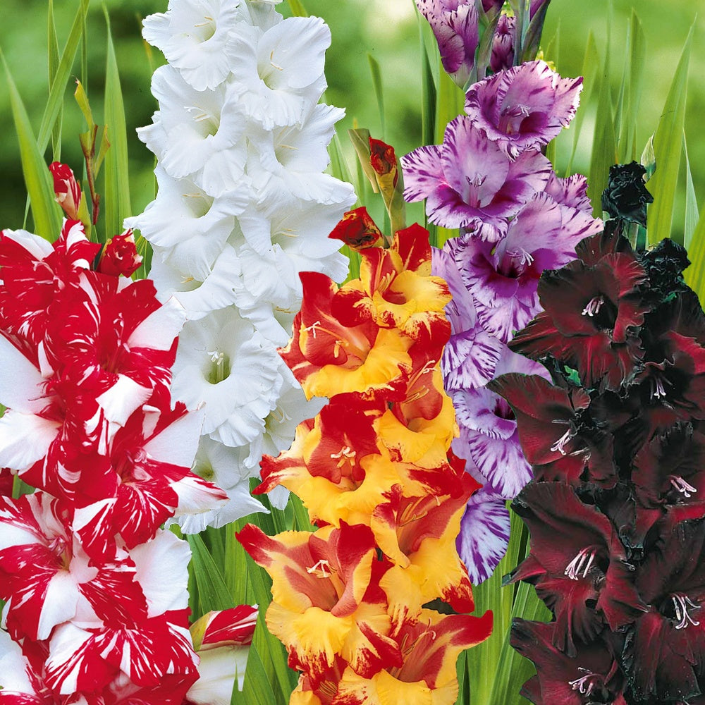 Gladiolen-Kollektion (x50) - Gladiolus 'zizanie', 'stéréo', 'belle de nuit', 'p - Bakker