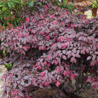 Balkonblumen - Riemenblüte Black Pearl - Loropetalum chinense Black Pearl