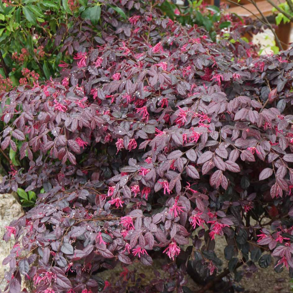 Balkonblumen - Riemenblüte Black Pearl - Loropetalum chinense Black Pearl