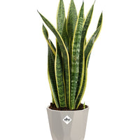 Verkauf Elho Blumentopf B.for warmes grau