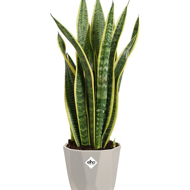 Verkauf Elho Blumentopf B.for warmes grau
