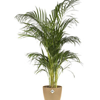 Verkauf Elho Blumentopf Brussels rund cookid braun - 